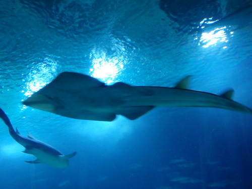 L'Oceanogr&agrave;fic Center.